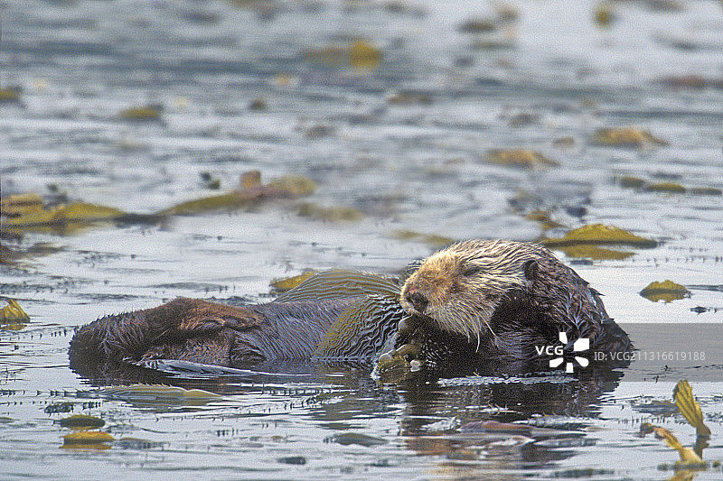 南加州海獭裹着海带睡觉图片素材