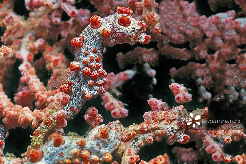 海扇上的豆丁海马图片素材