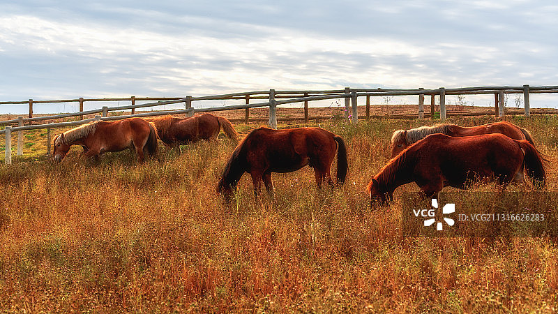 木兰草原马儿肥图片素材