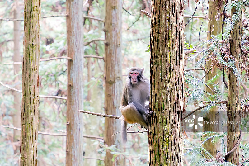 黄石寨的猴子图片素材