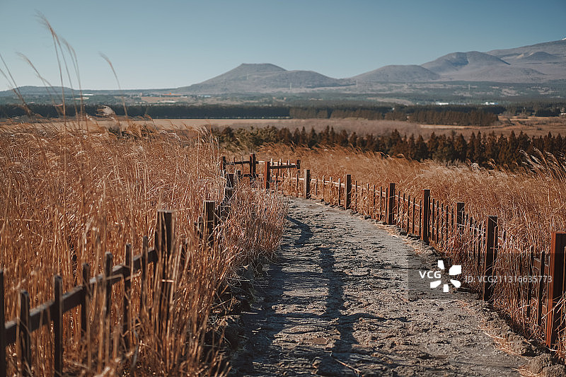 济州岛山君不离芒草路图片素材