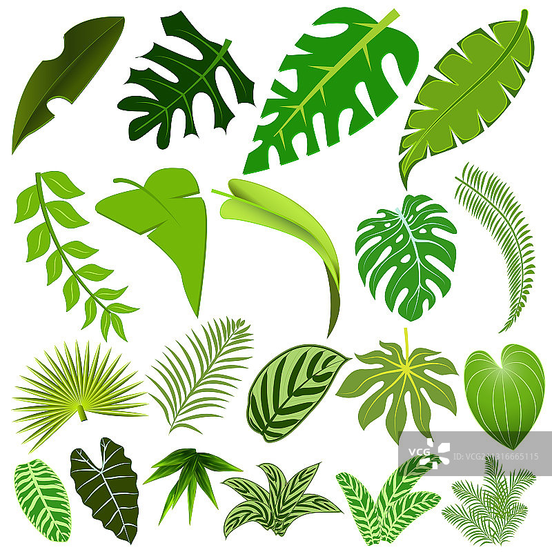 热带植物树叶组合图片素材