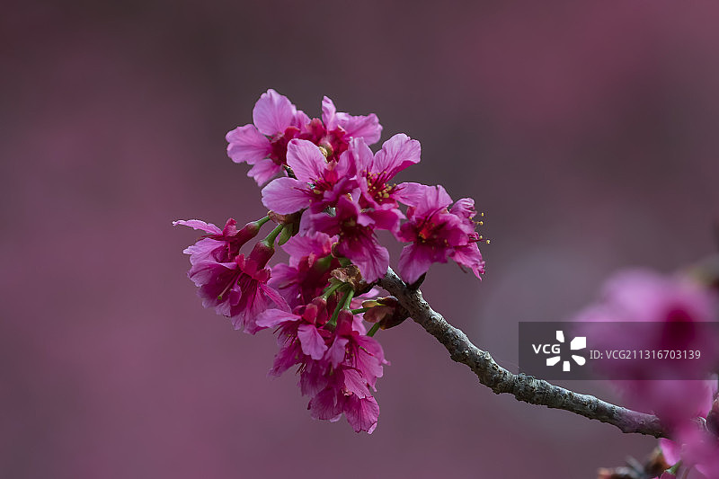 鸿运当头图片素材