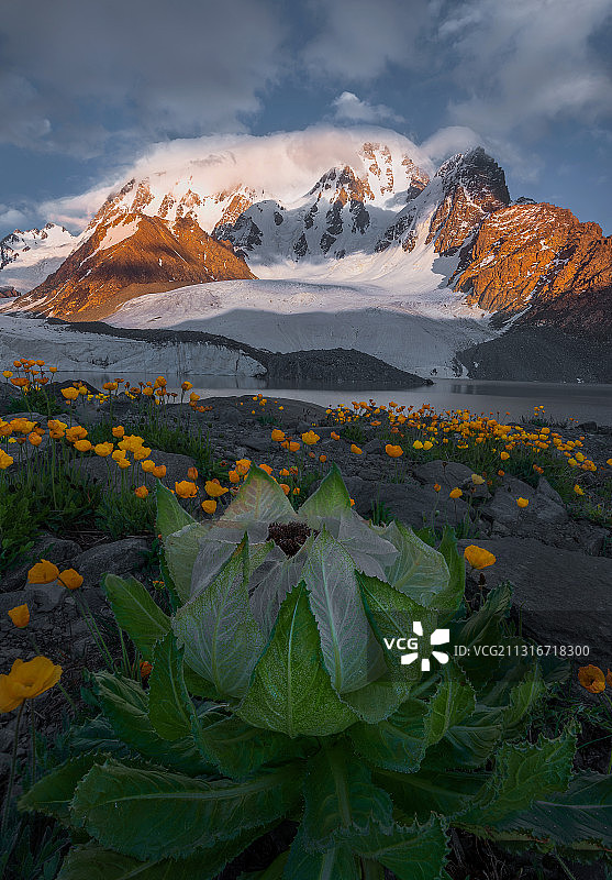 雪莲盛开图片素材