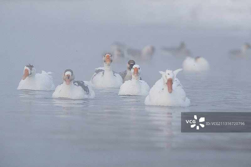 雾中雪雁图片素材