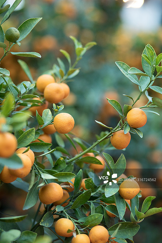 新春桔市场图片素材