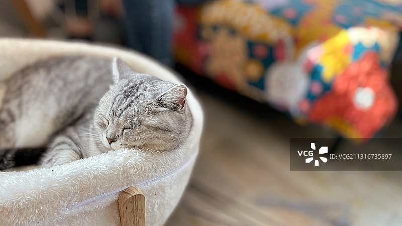 一只睡猫图片素材