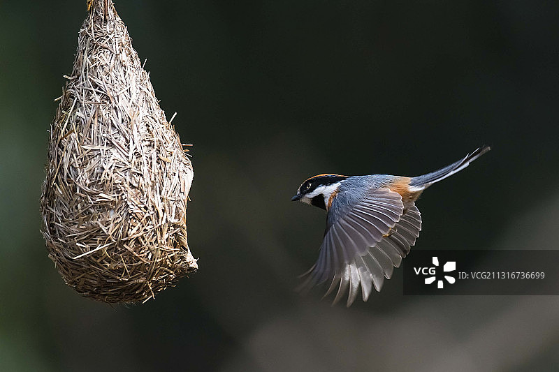 归巢•红头长尾山雀图片素材