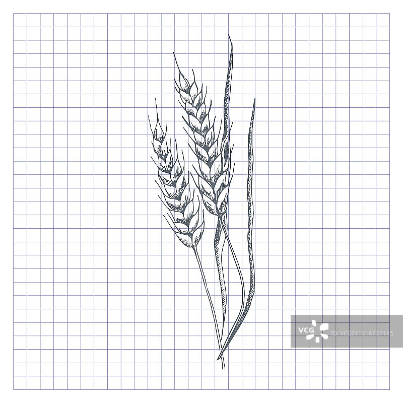 手绘小麦穗草图图片素材