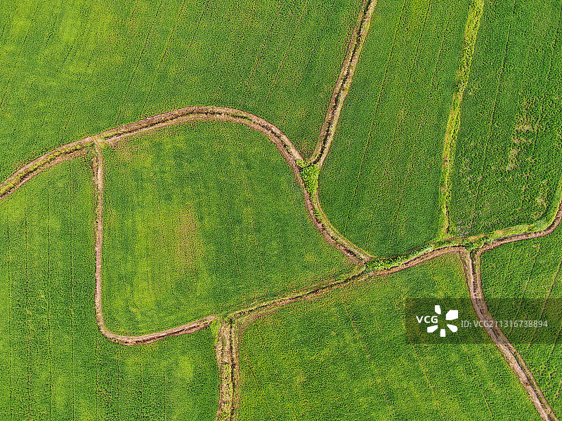 秧田（荆门市东宝区农田）图片素材