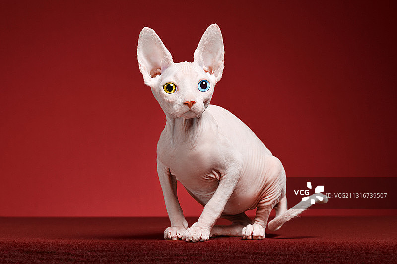 无毛猫图片素材