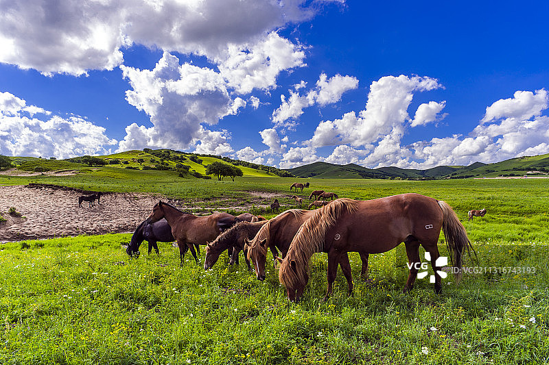红山军马场图片素材