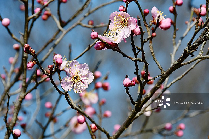 春暖花开图片素材