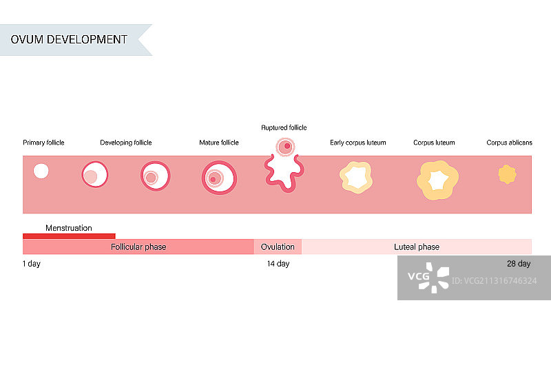 生殖系统概念图片素材