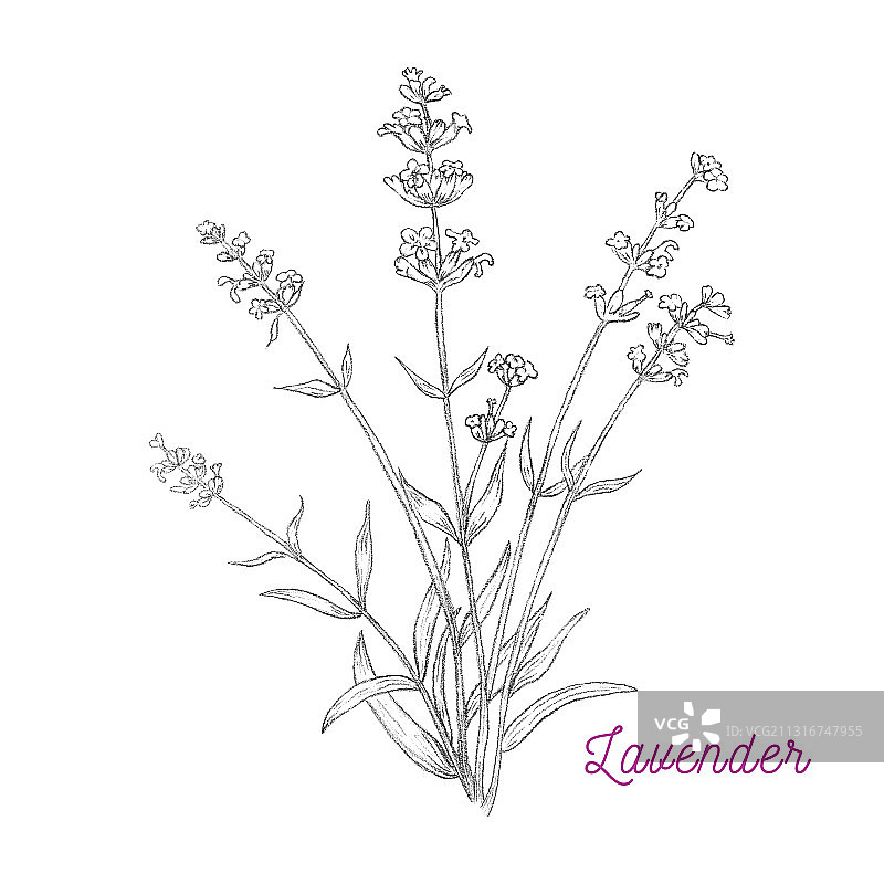 铅笔画的薰衣草图片素材