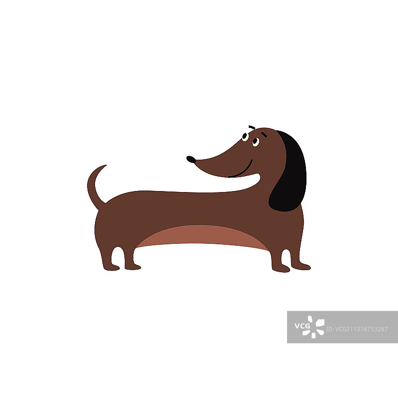 可爱的棕色腊肠犬，大大的黑耳朵图片素材