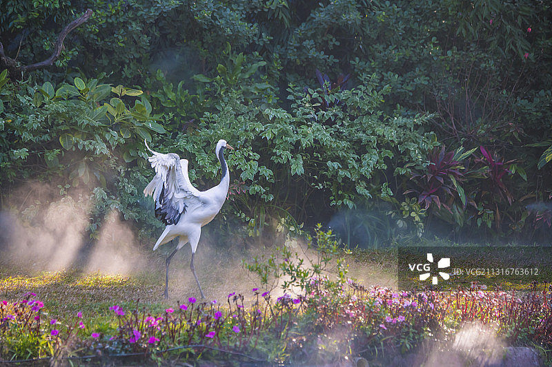 国鸟丹顶鹤拍摄于广州番禺长隆飞鸟乐园。图片素材