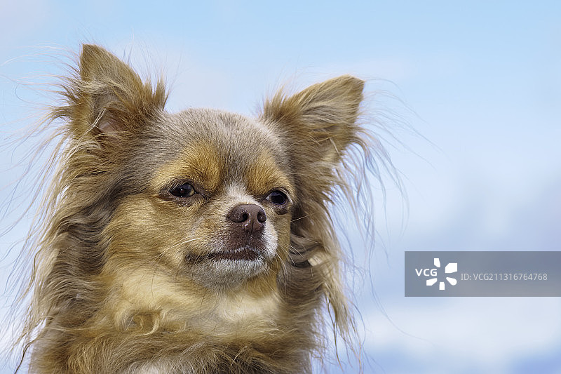 在比利时斯凯尔德拉安拍摄的吉娃娃特写图片素材