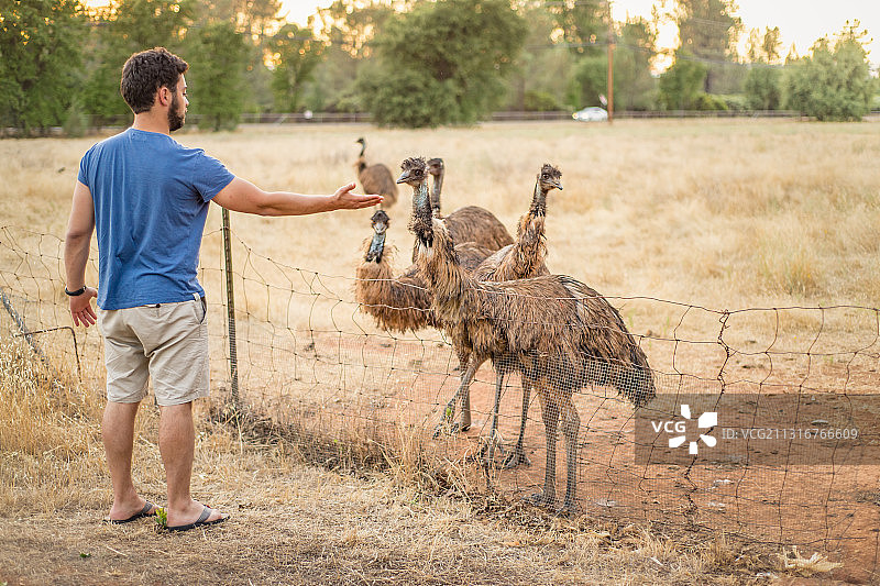 年轻男子在鸟类养殖场的围栏里喂好奇的鸸鹋图片素材