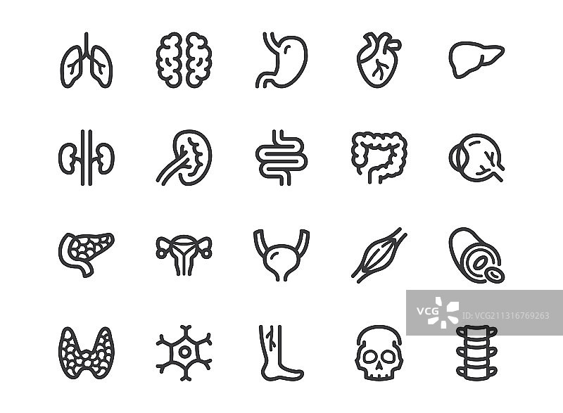 人体内部器官线条极简图标图片素材