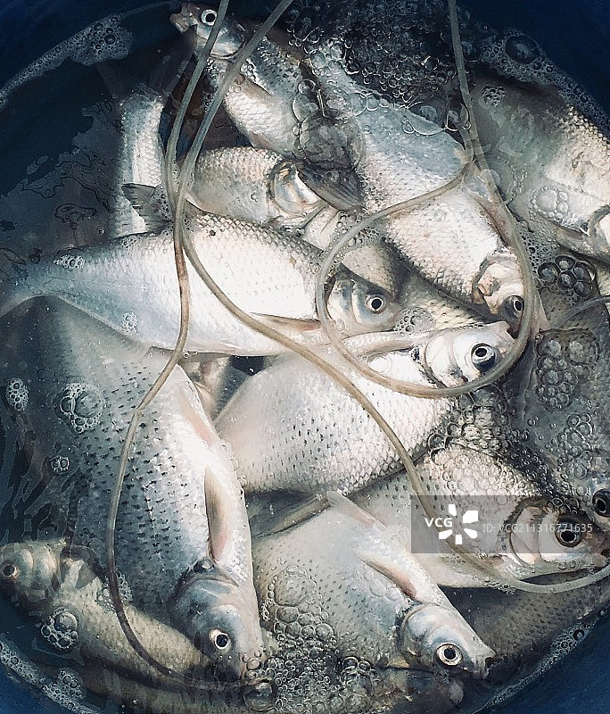 鱼我所欲也图片素材