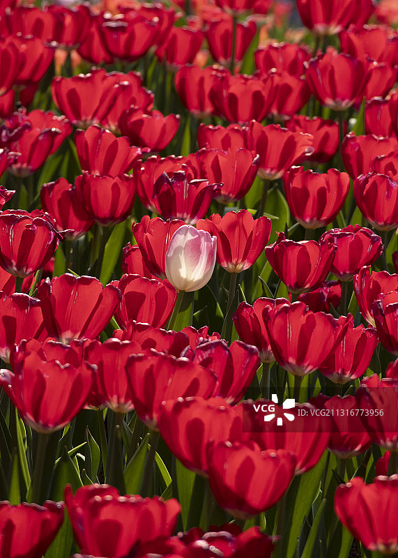 争奇斗艳图片素材