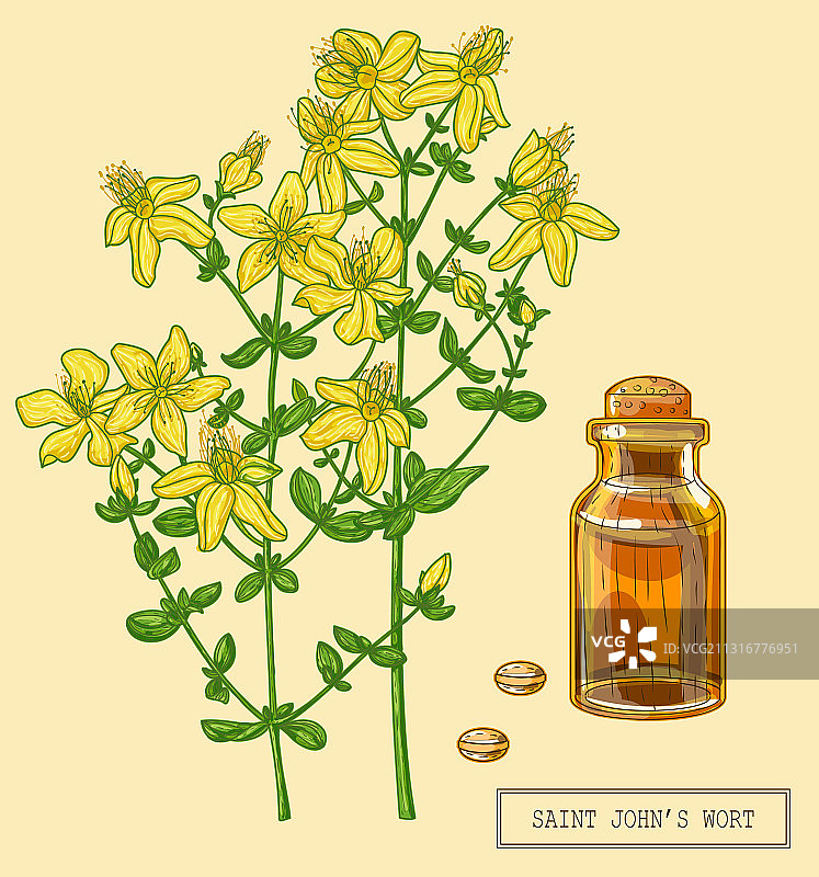 盛开的贯叶连翘图片素材