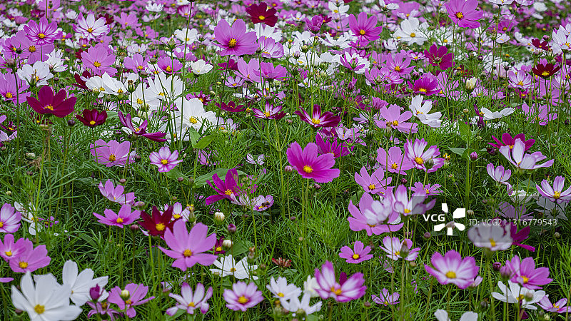 遍地的格桑花图片素材