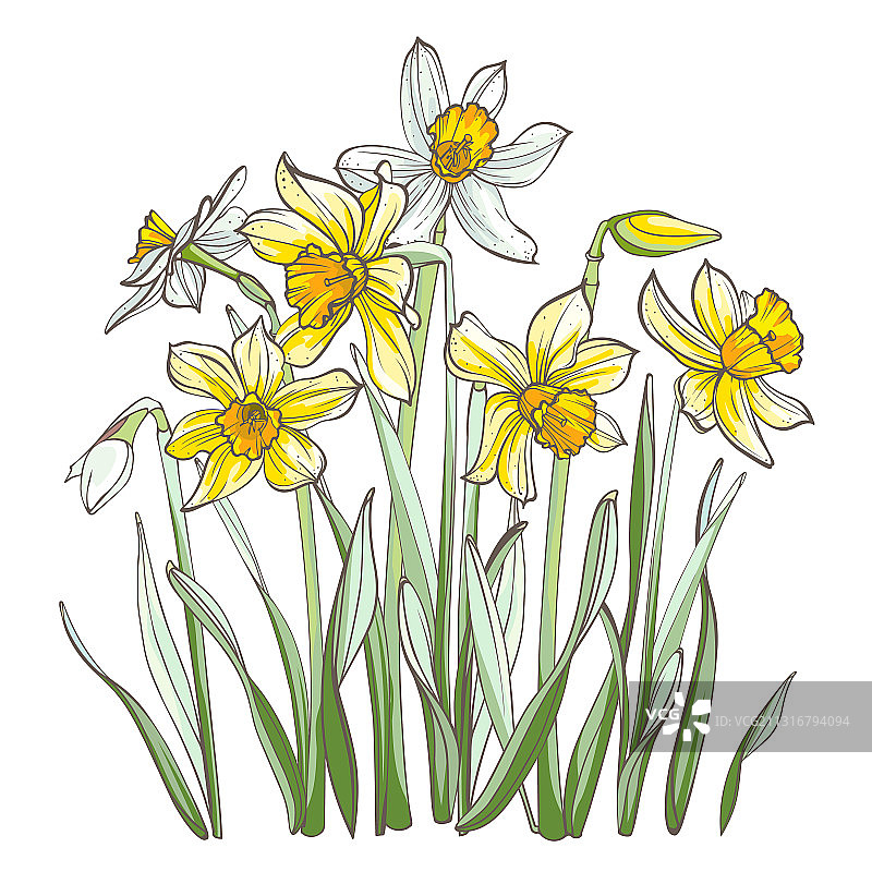 白色背景下的水仙花图片素材