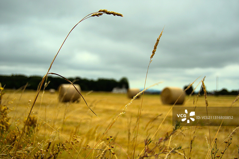 西班牙卢戈省莫斯草地特写图片素材
