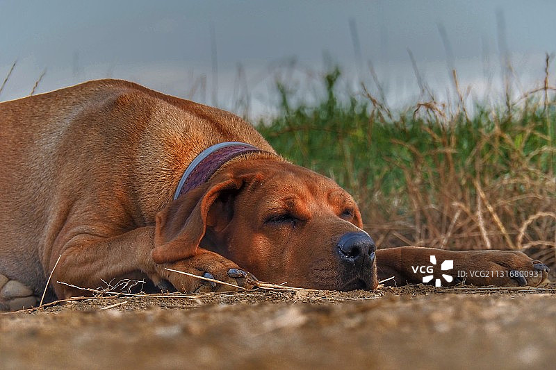 捷克：纯种犬在田野上休息的特写图片素材