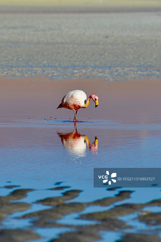 湖中的大红鹳侧视图图片素材
