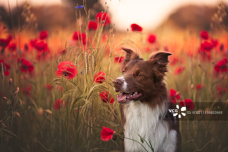 波兰田野牧羊犬肖像图片素材