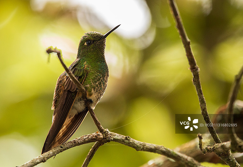 蜂鸟栖息在树枝上特写，哥伦比亚安蒂奥基亚省埃尔桑图阿里奥图片素材