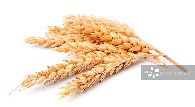白色背景下的麦穗特写图片素材