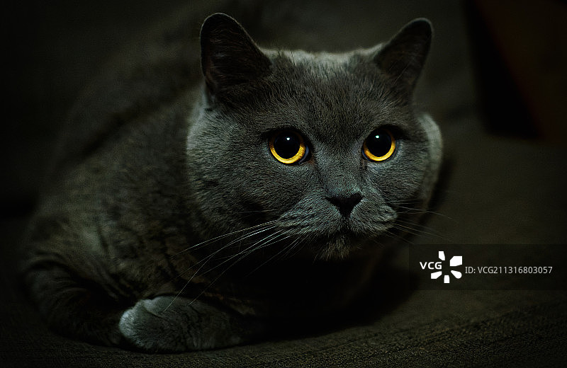 德国埃姆登的黑猫特写图片素材