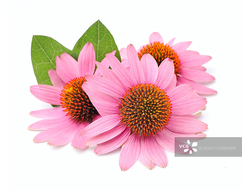 白色背景下的粉色雏菊特写图片素材