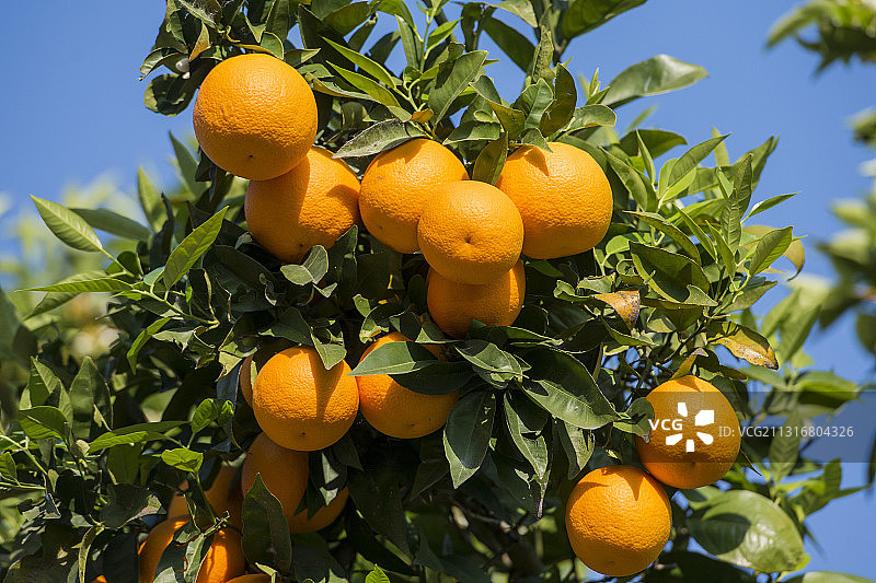 树上生长的橙子的仰视角度图片素材