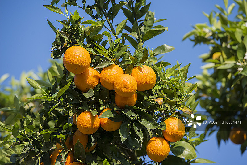 仰视角度下树上生长的橙子图片素材