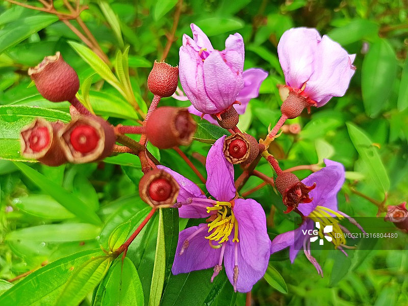 粉色植物特写，印度尼西亚图片素材