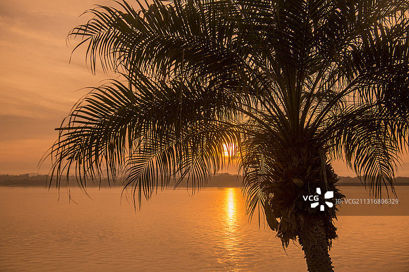 日落时分，海边的棕榈树剪影图片素材