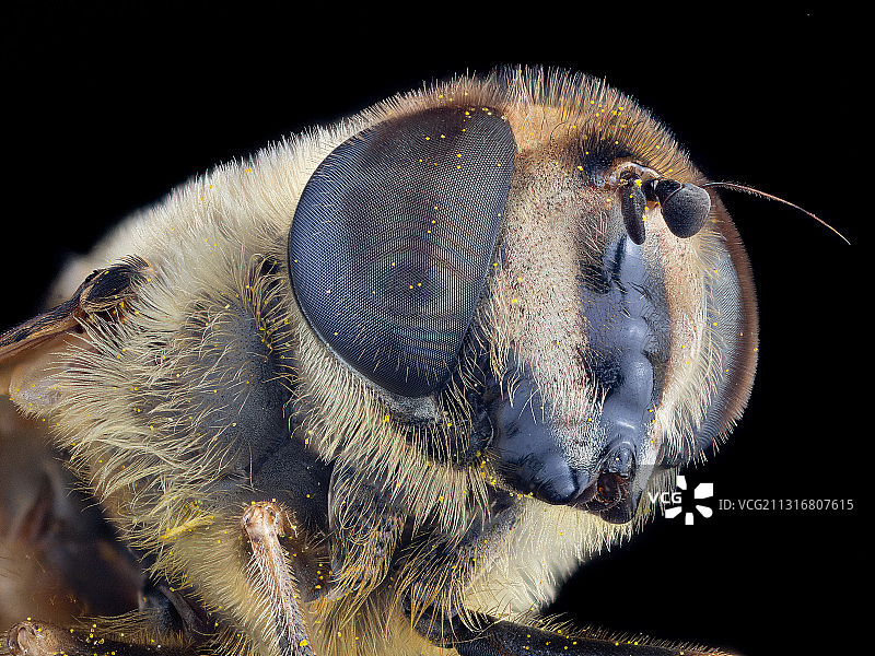 黑色背景上的蜥蜴特写，阿根廷图片素材