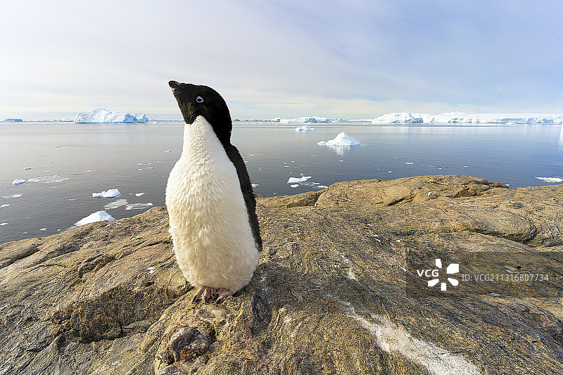 帽带企鹅在海边岩石上的特写图片素材
