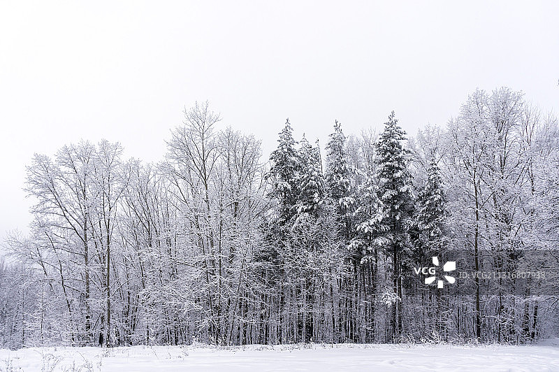 俄罗斯雪原上的树木图片素材