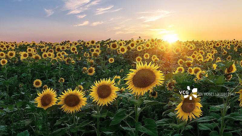 日落时分向日葵田的景色图片素材
