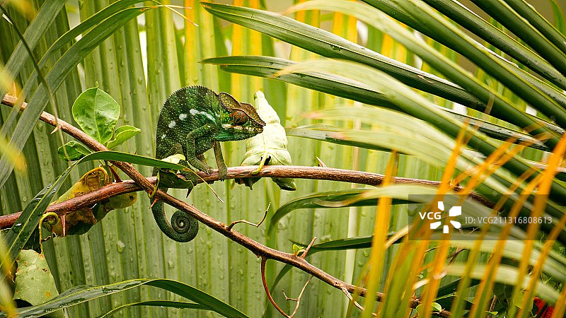 留尼汪岛植物上的绿色变色龙特写图片素材
