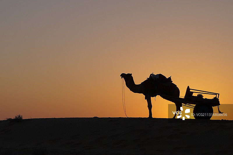 日落时分在沙丘上行走的骆驼轮廓，斋沙默尔，拉贾斯坦邦，印度图片素材