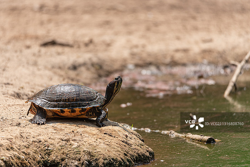 红耳滑龟在岩石上特写，意大利图片素材
