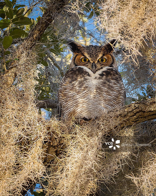 美国菲利普公园：仰视角拍摄的猫头鹰图片素材