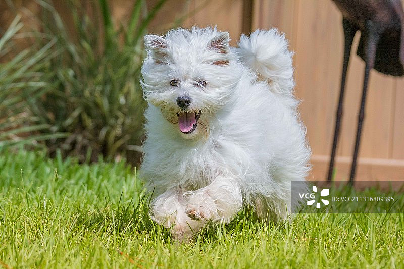 哈瓦那犬在草地上的特写，佐治亚州不伦瑞克图片素材